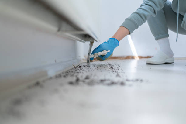 Wasp Removal Services in Blair, NE